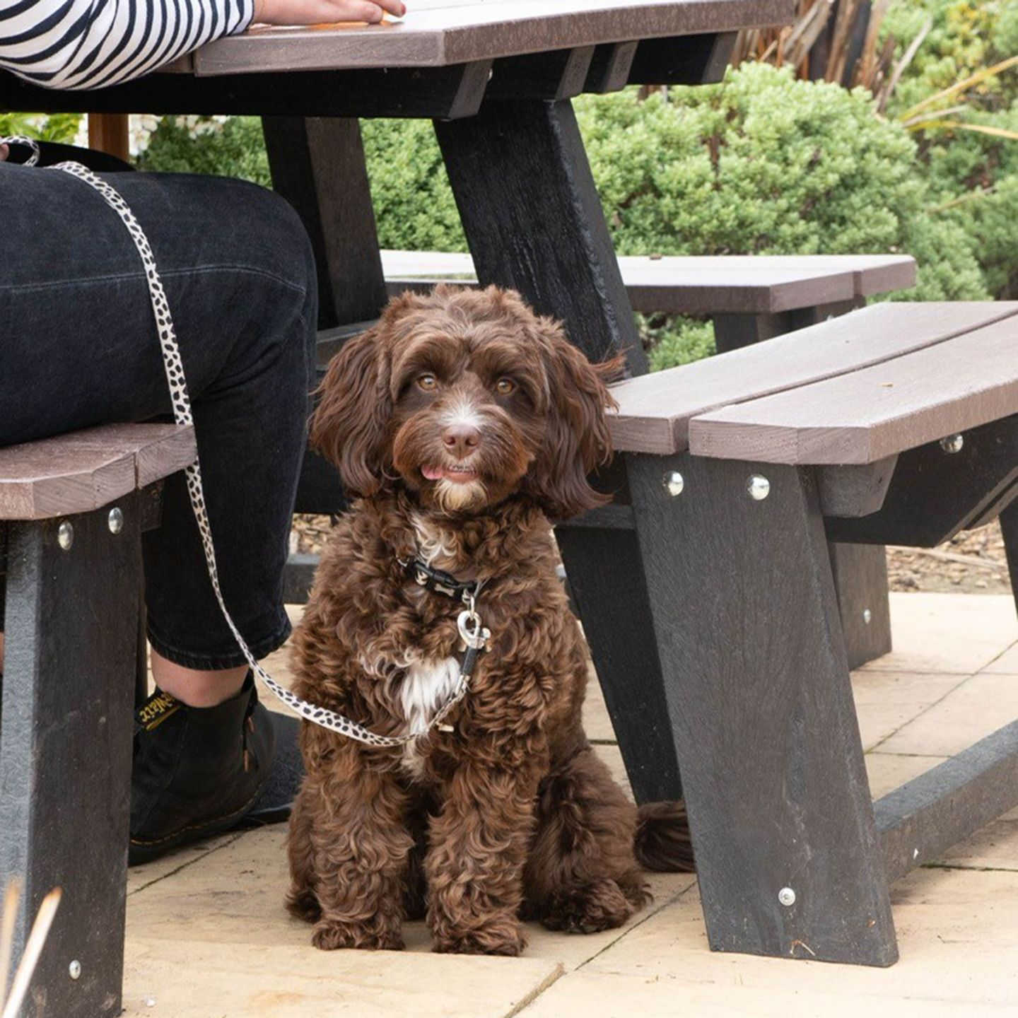 Your local dog friendly pub in Duckmanton
